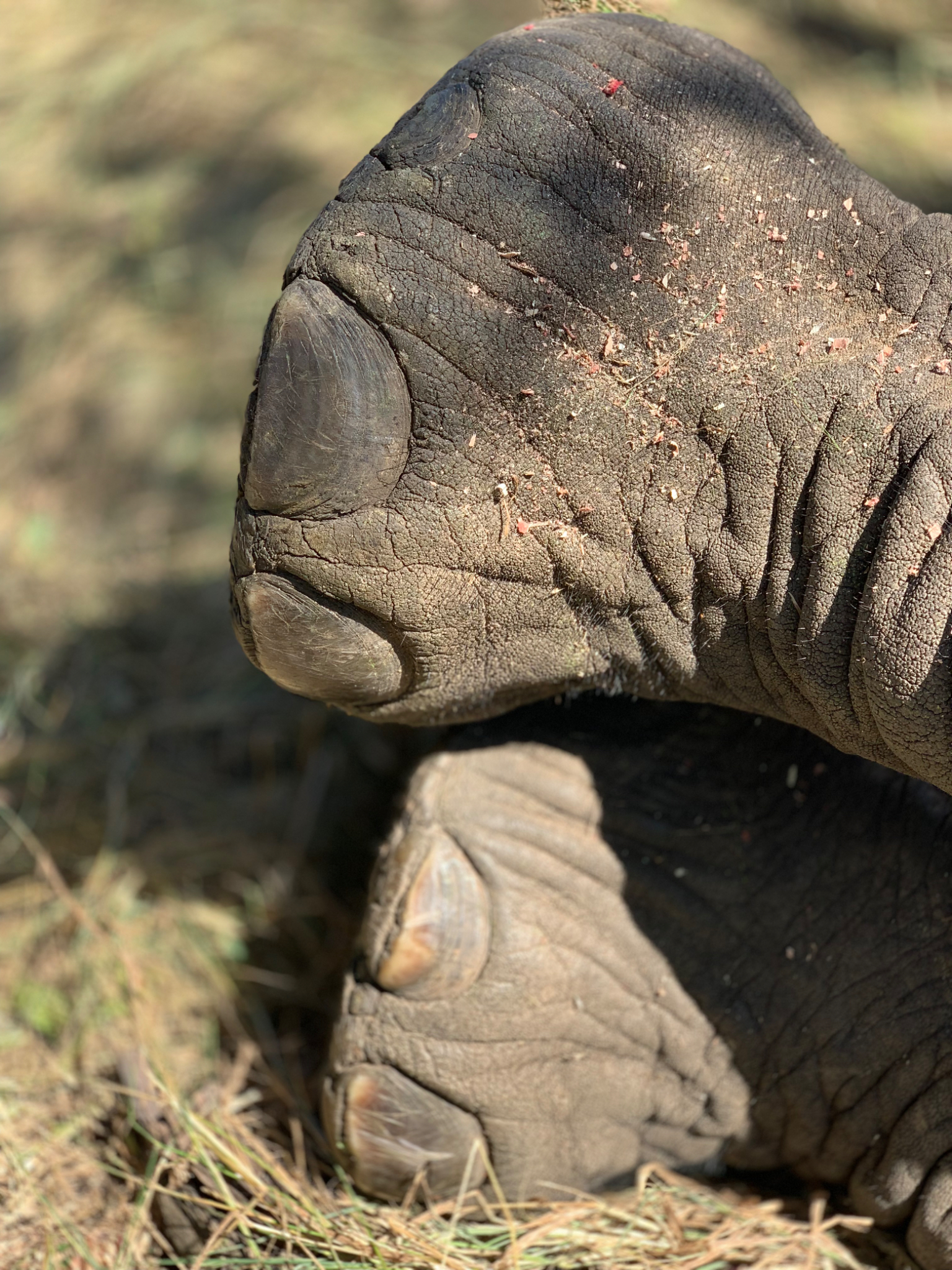 Elephant feet